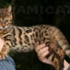 Bengal Mini Leopardo Amicat´s Filhotes Preço Comprar Vender